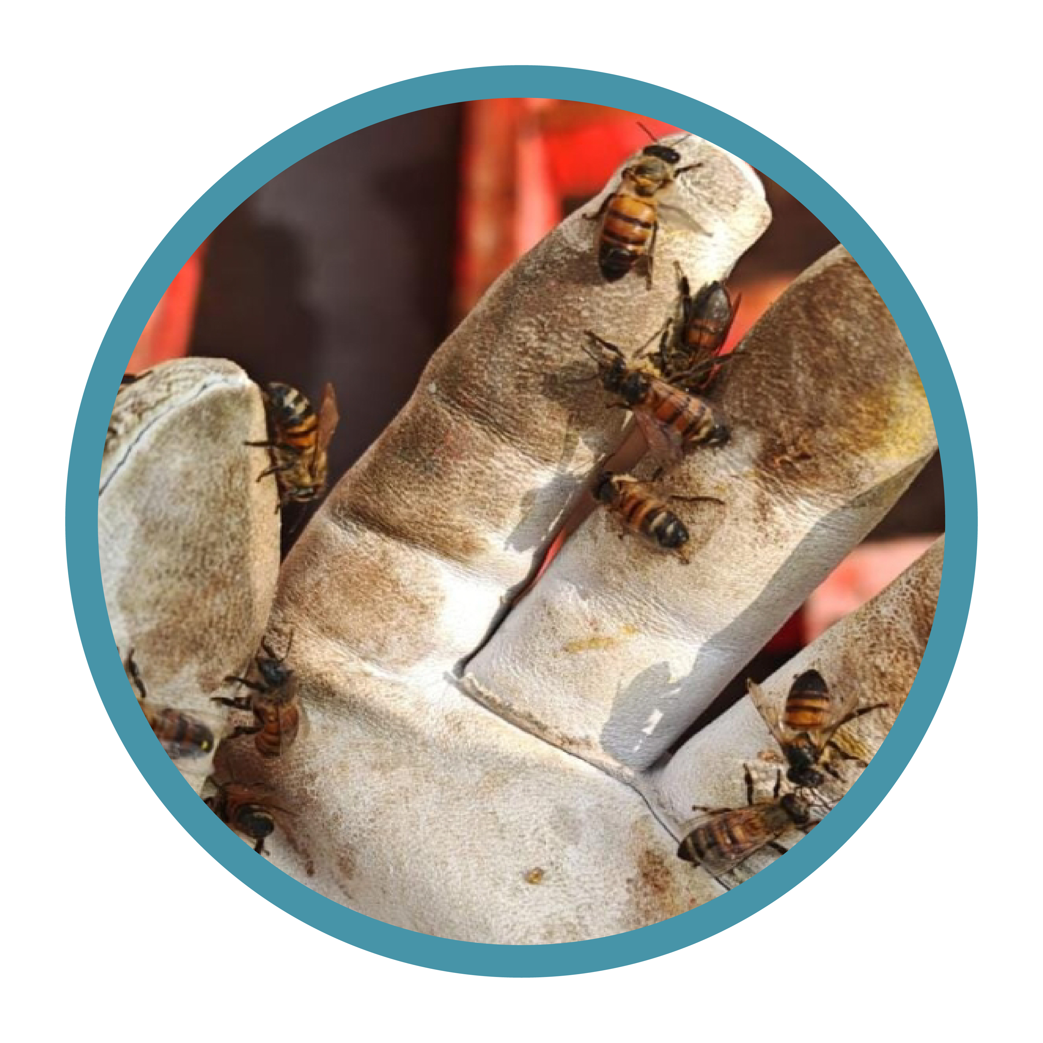 Servicio de Plaga Cuarentenaria